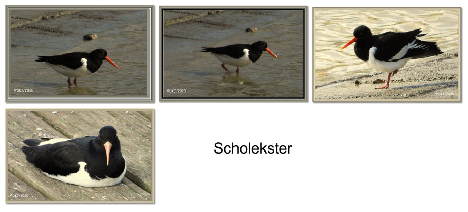 collage scholekster